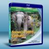 婆羅洲侏儒象 Borneo's Pygmy Elephant...