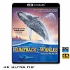 (優惠4K UHD) 座頭鯨 IMAX: Humpback ...