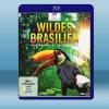 狂野巴西 Wild Brazil (2碟) (2014) 藍...