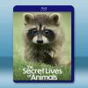 動物的秘密生活 The Secret Lives of Animals(2024)藍光25G 2碟